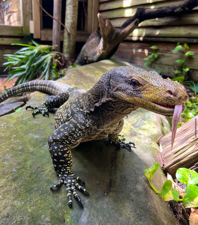 Wild Florida - Gator Park Admission Ticket